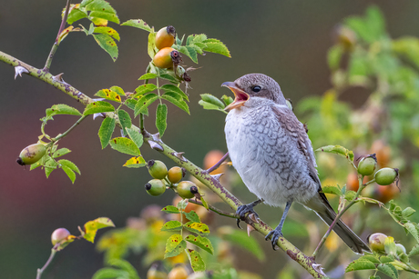Zingende Grauwe klauwier (V) juveniel