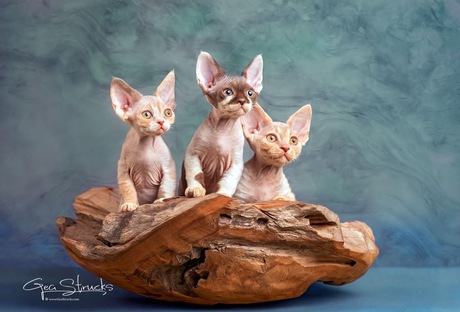 Devon Rex kittens 