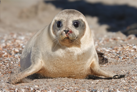 Zeehonden vrijlating door stichting A Seal Stellendam