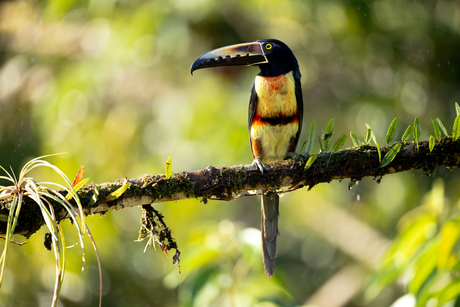 Collared Aracari