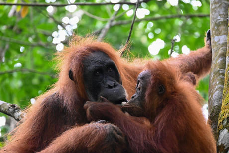 Orang-oetan moeder en kind