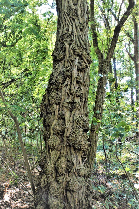 De natuur als houtbewerker