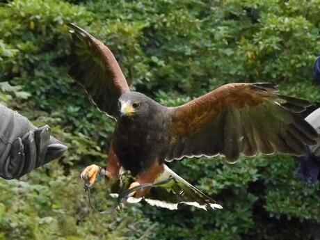 roofvogels