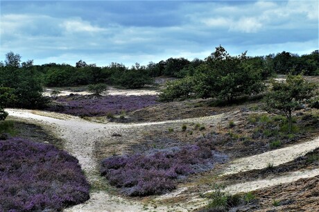 Loonse en Drunense duinen