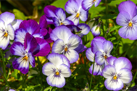 viooltjes
