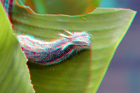 caterpillar (Rups) Amazonica Blijdorp Zoo 3D
