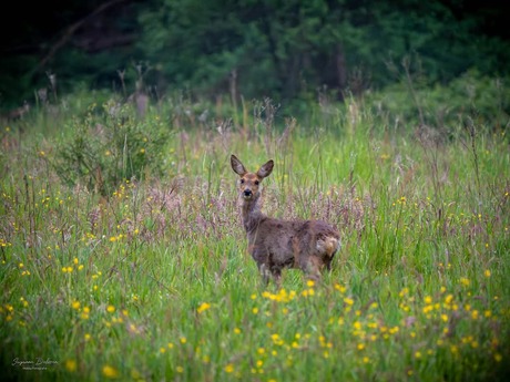 Reeën in het Leudal 