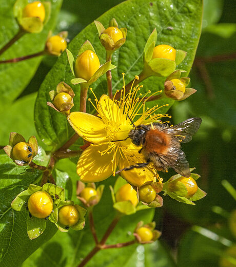 Hertshooi (Hypericum) en bij