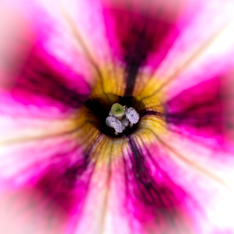 Macro in Achtertuin