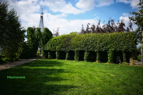 De groene kathedraal 