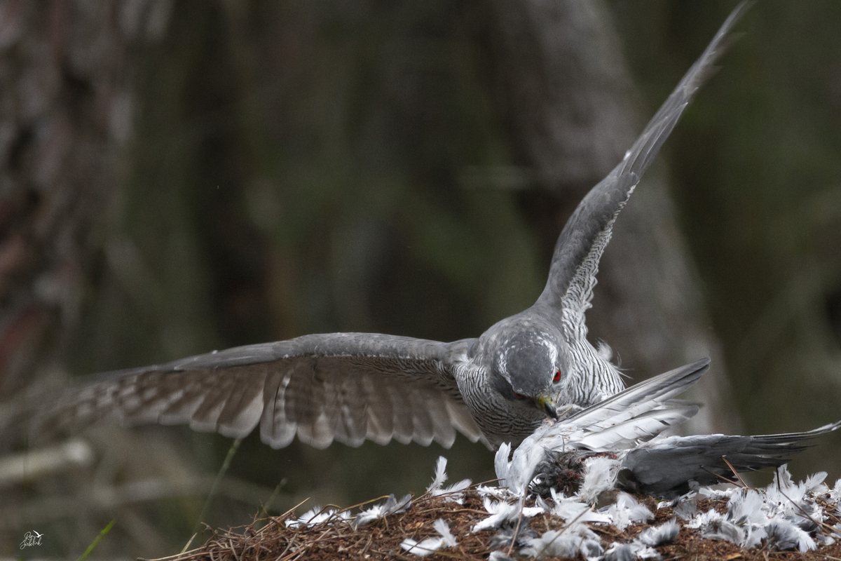 Aan tafel! foto van RonSiebelink Natuur Zoom.nl