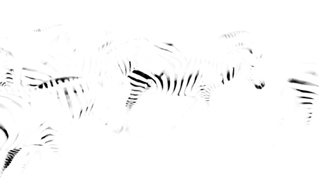 Zebra droom