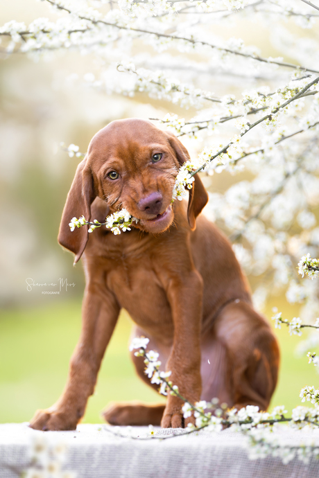 De lente smaakt goed