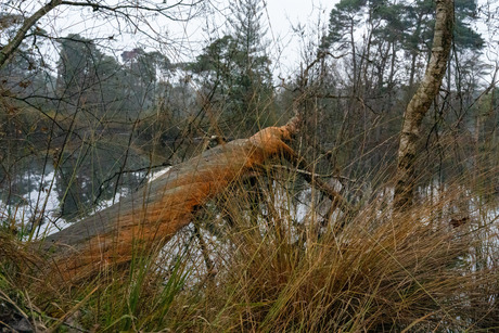 Gekleurde boom