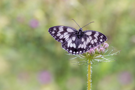 Vlinder in het veld