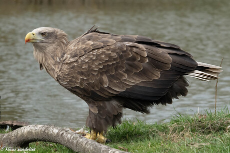 Europese zeearend - 1664