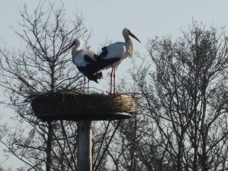 Ooievaars 2026 - 2