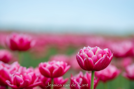 Roze tulpen in de Flevopolder