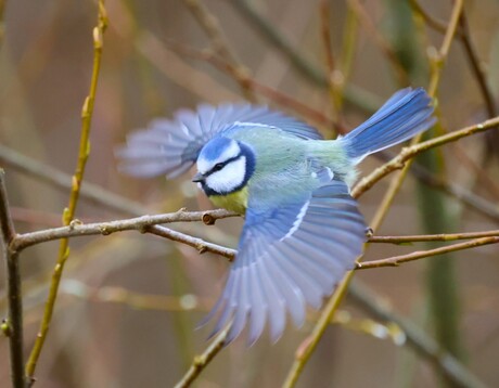 Als een vogel zo vrij