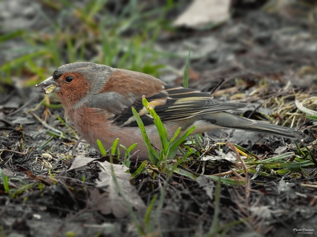 De vink op de bosbodem.