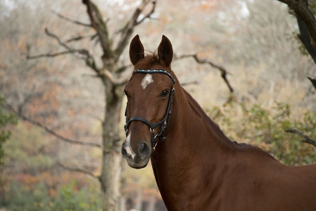 Herfstachtergrond paard