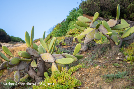 Vijgcactus