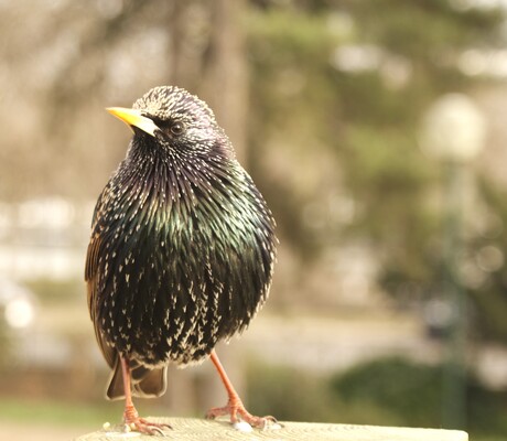 Bird @ Paris