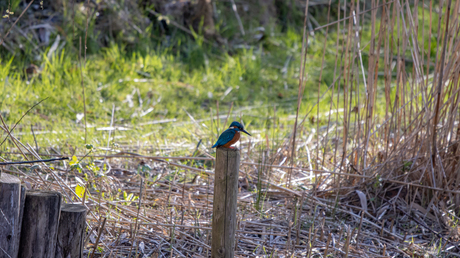 IJsvogel op wacht