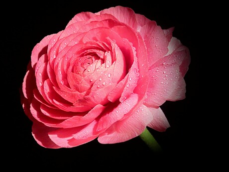 Ranunculus for mother day 