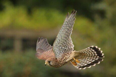 Torenvalk in volle vlucht