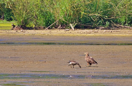 Gans gaat onverstoorbaar zijn gang