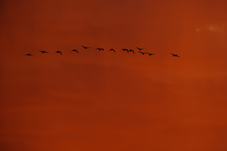 oranje lucht met vogels