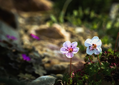 Geranium dalmaticum "Bridal Bouquet"