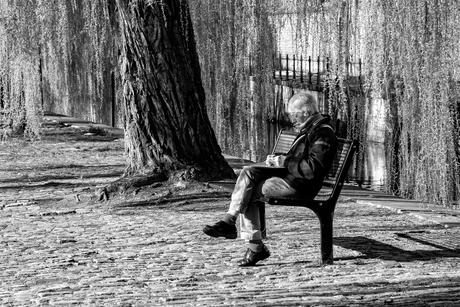 Zonnen onder de treurwilg