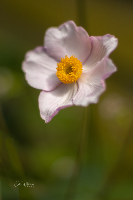 Anemoon hupehensis var. Japonica 