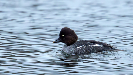 Brilduiker (v) - Common Goldeneye 