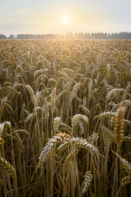 Fields of gold