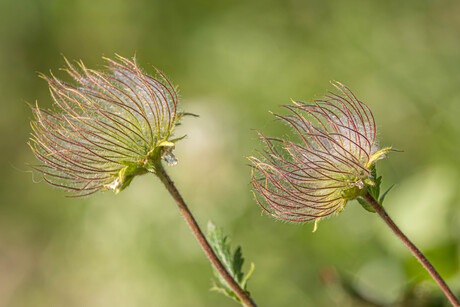 Bloemen en insecten in de Dolomieten