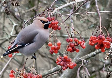 Pestvogel