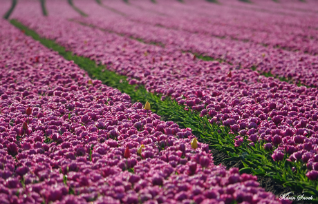 Tulpen in bloei