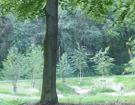 Begroeide wadi
