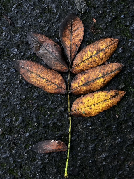 Herfst 