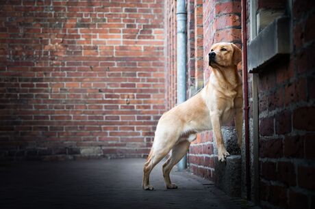 Hond in de stad
