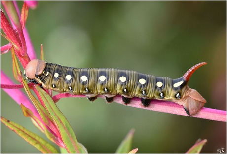 Walstropijlstaart Rups