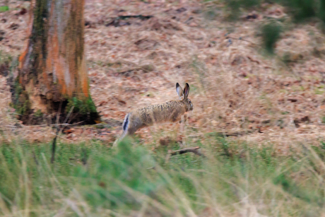 Haas uit het Deelerwoud