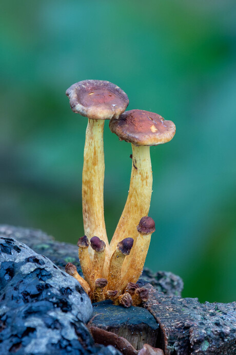 Gewoon een aantal zwavelkopjes