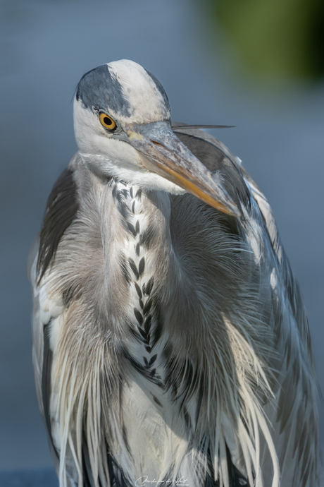 Prachtige Reiger