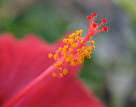 Hibiscus