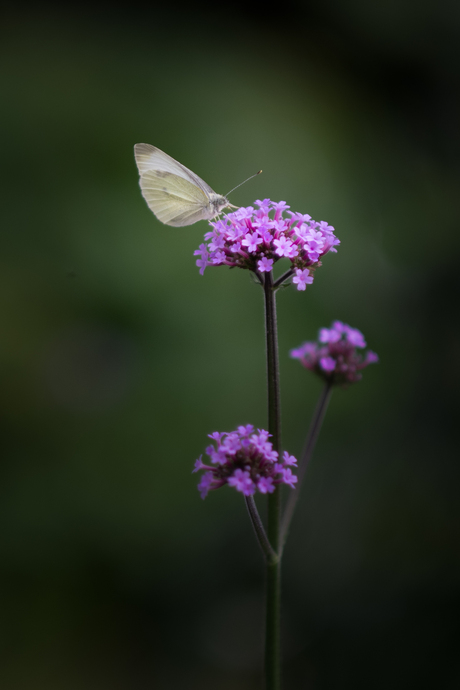 Vlinder in de tuin
