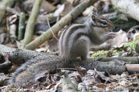 Syberische grondeekhoorn